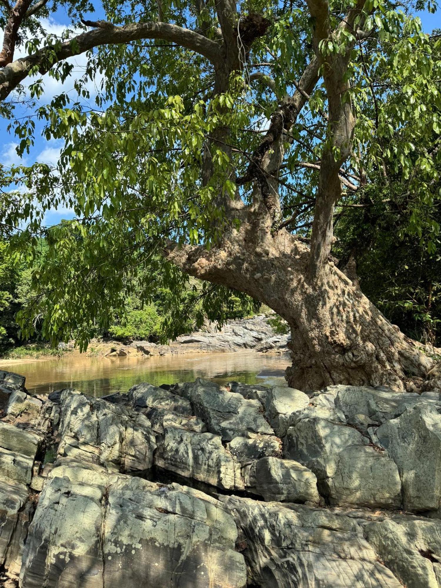 Ancient Gardens Villa Pinnawala  Buitenkant foto