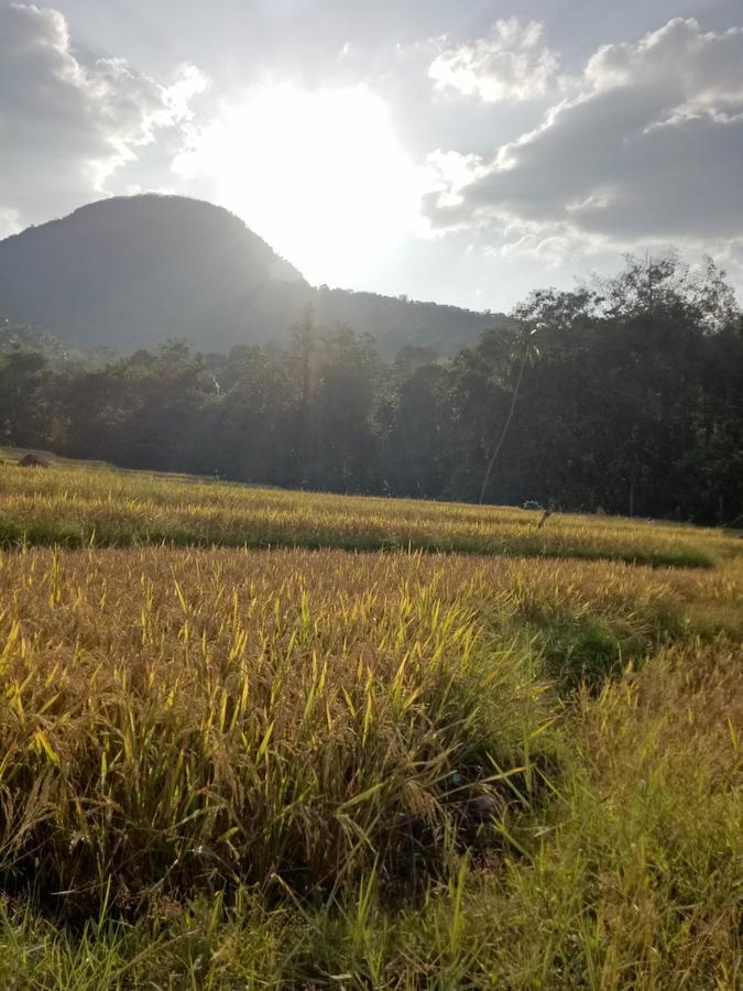 Ancient Gardens Villa Pinnawala  Buitenkant foto